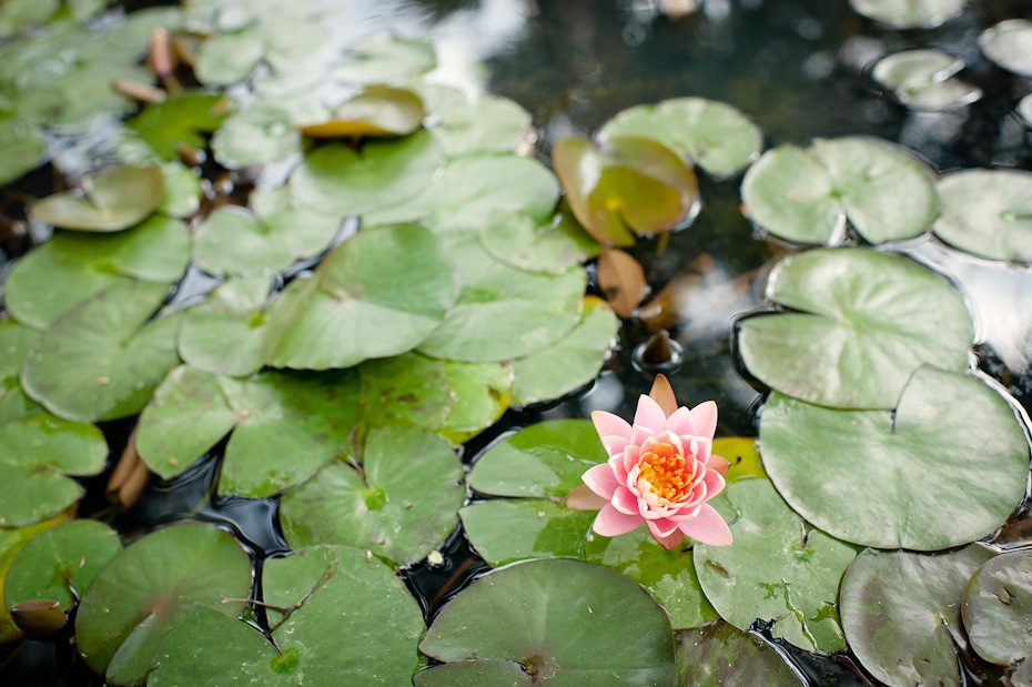 photo lilypad park pond spring